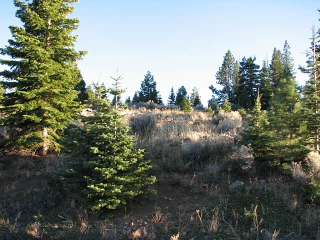 California Pines photo 1
