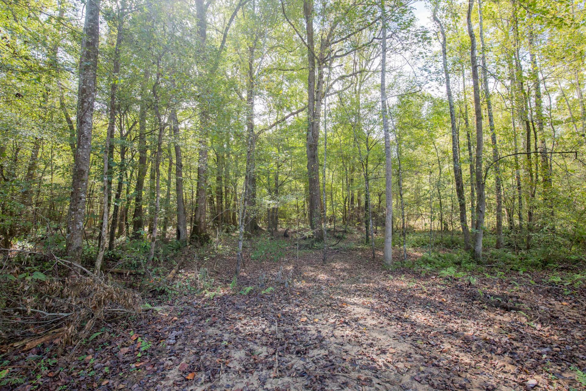 Sky Ranch, Tract 8, 3.35 acres in Attala County, Mississippi (photo 1 of 13)