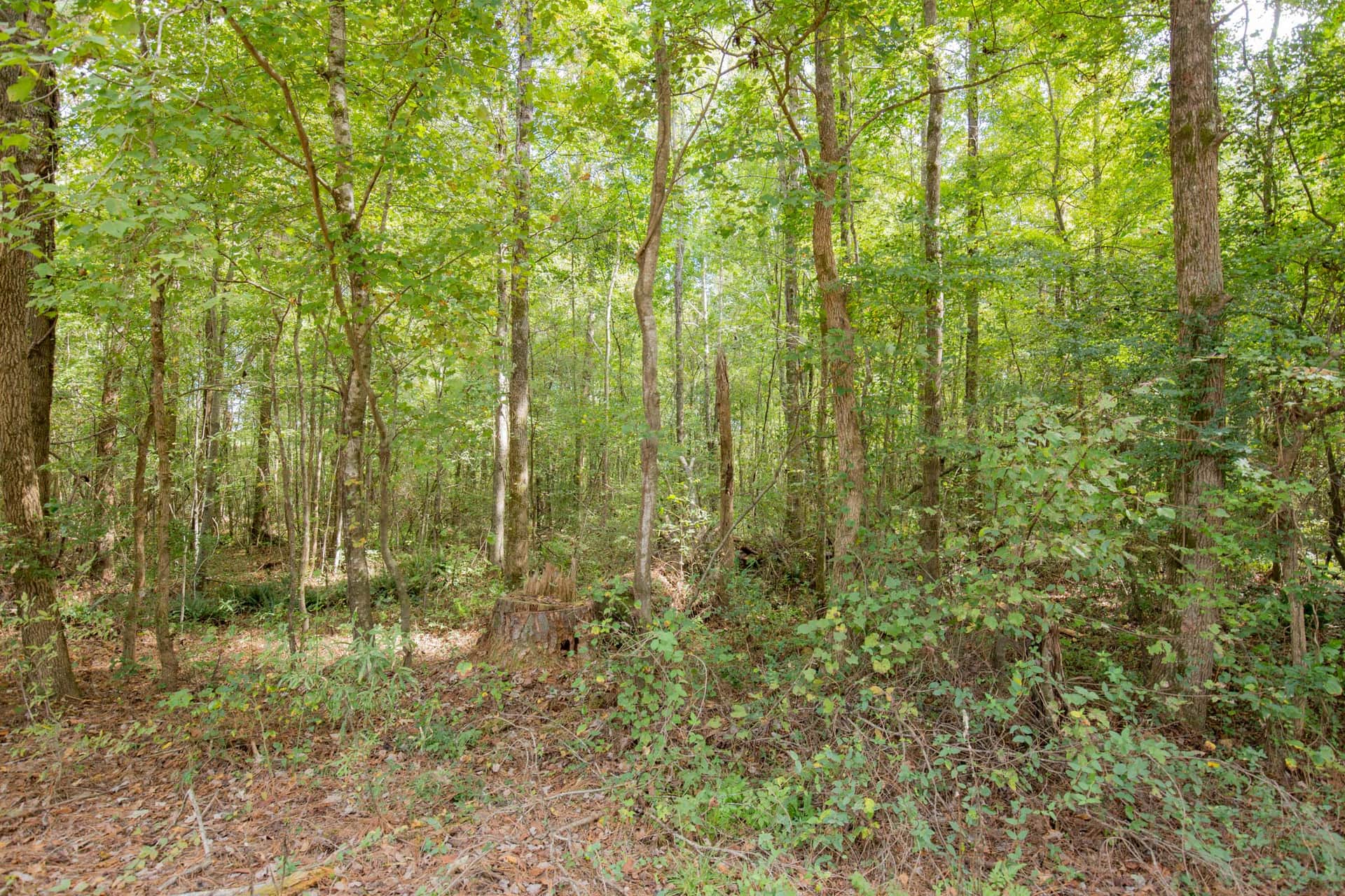 Sky Ranch, Tract 13, 2.50 acres in Attala County, Mississippi (photo 1 of 12)