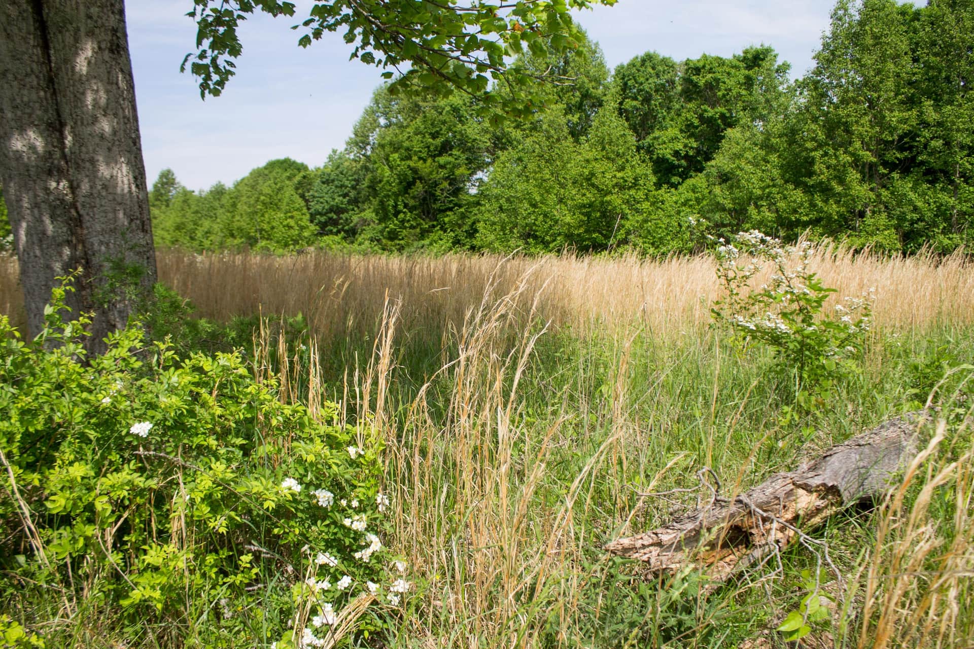 Laurel Ridge