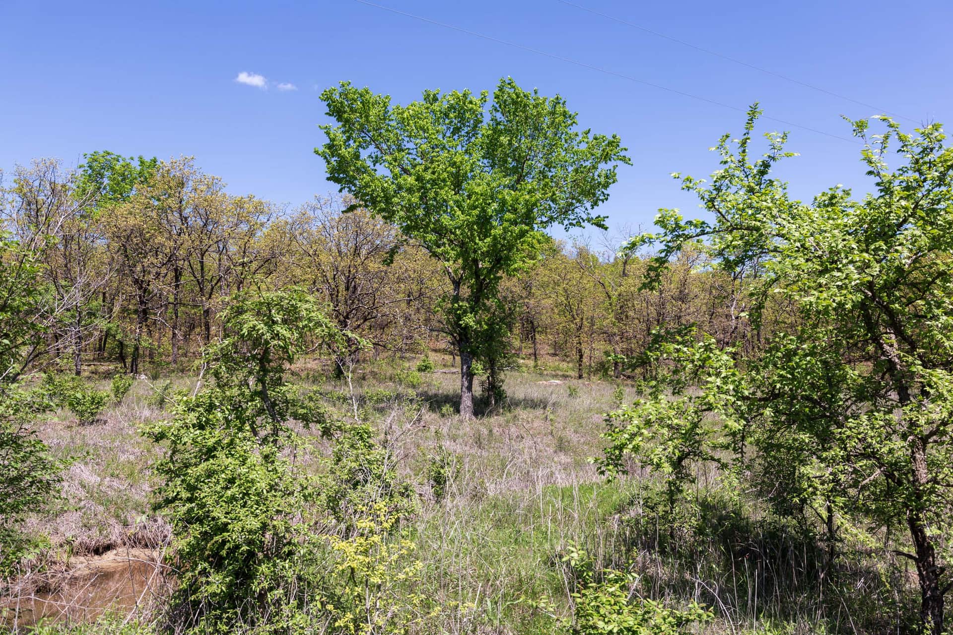 Allie’s Acres photo 1