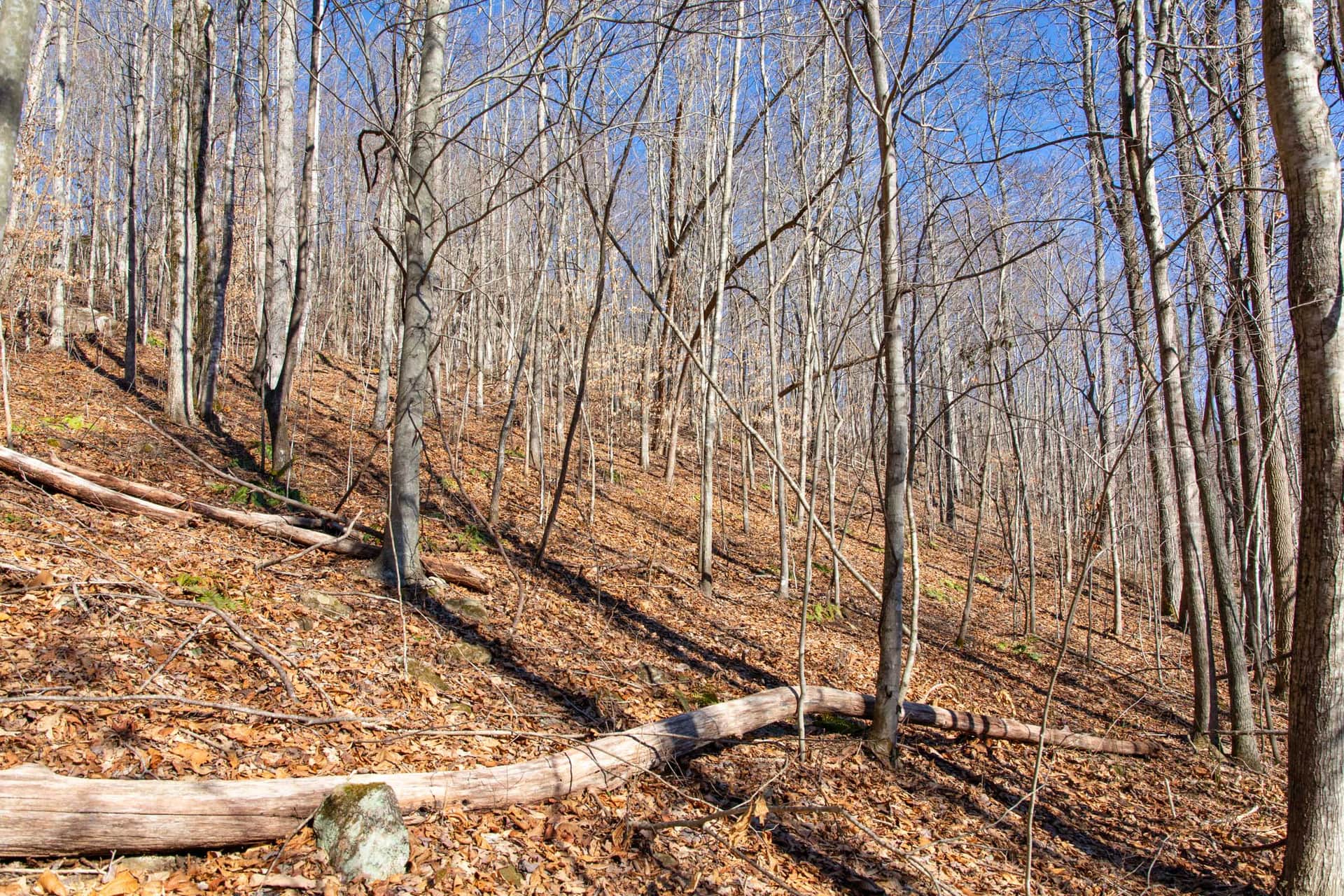 Blackstone Mountain Phase I photo 1
