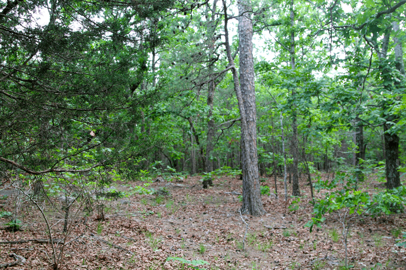 Trophy Ridge photo 1