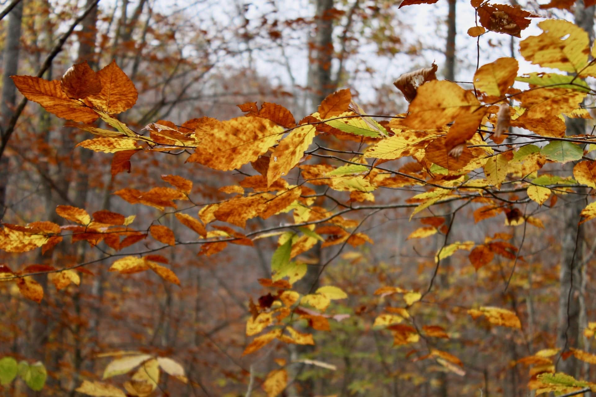 Autumn Ridge photo 1