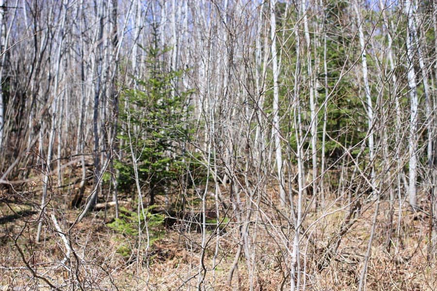Abby Point Tract 1 photo 1