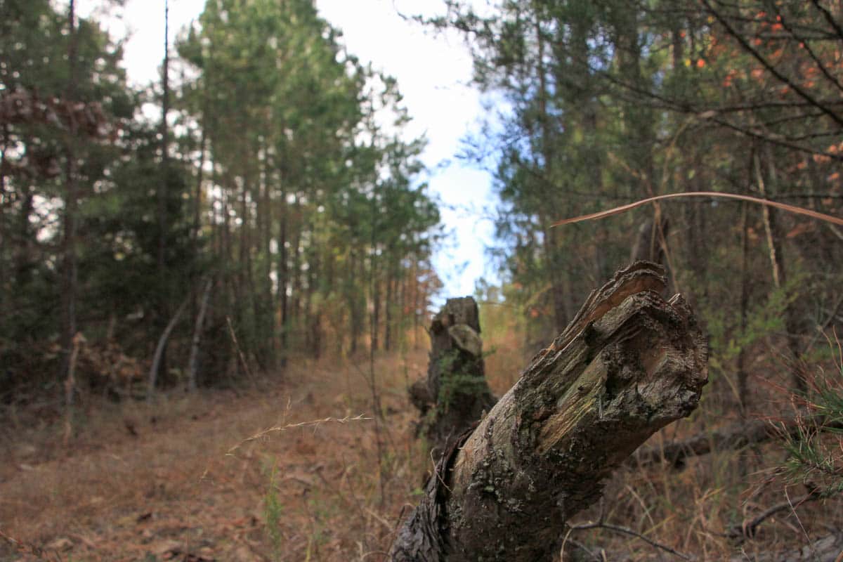 Stone Creek Phase III photo 1