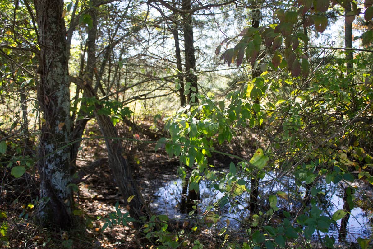 Upper Line Creek in Pulaski County, Kentucky (photo 1 of 12)