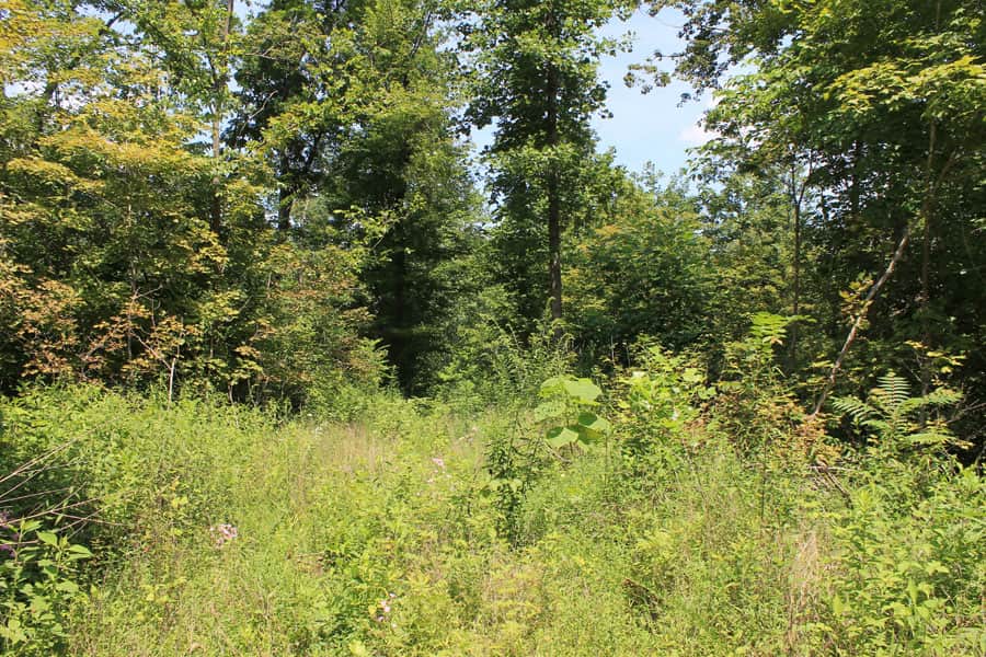 Cumberland Ridge Ranch, 10.91 acres in Cumberland County, Kentucky (photo 1 of 15)