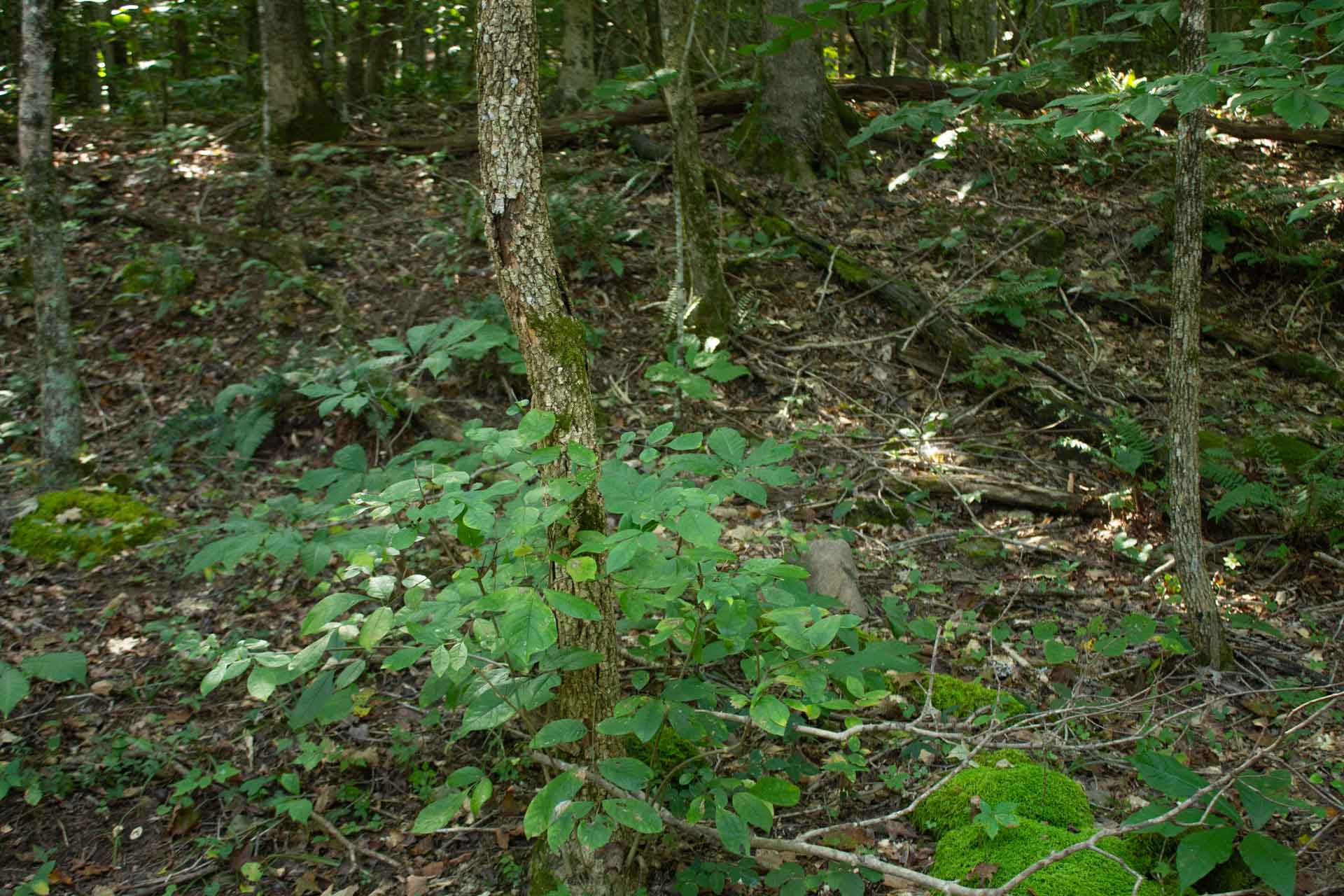 Bluegrass Ridge photo 1