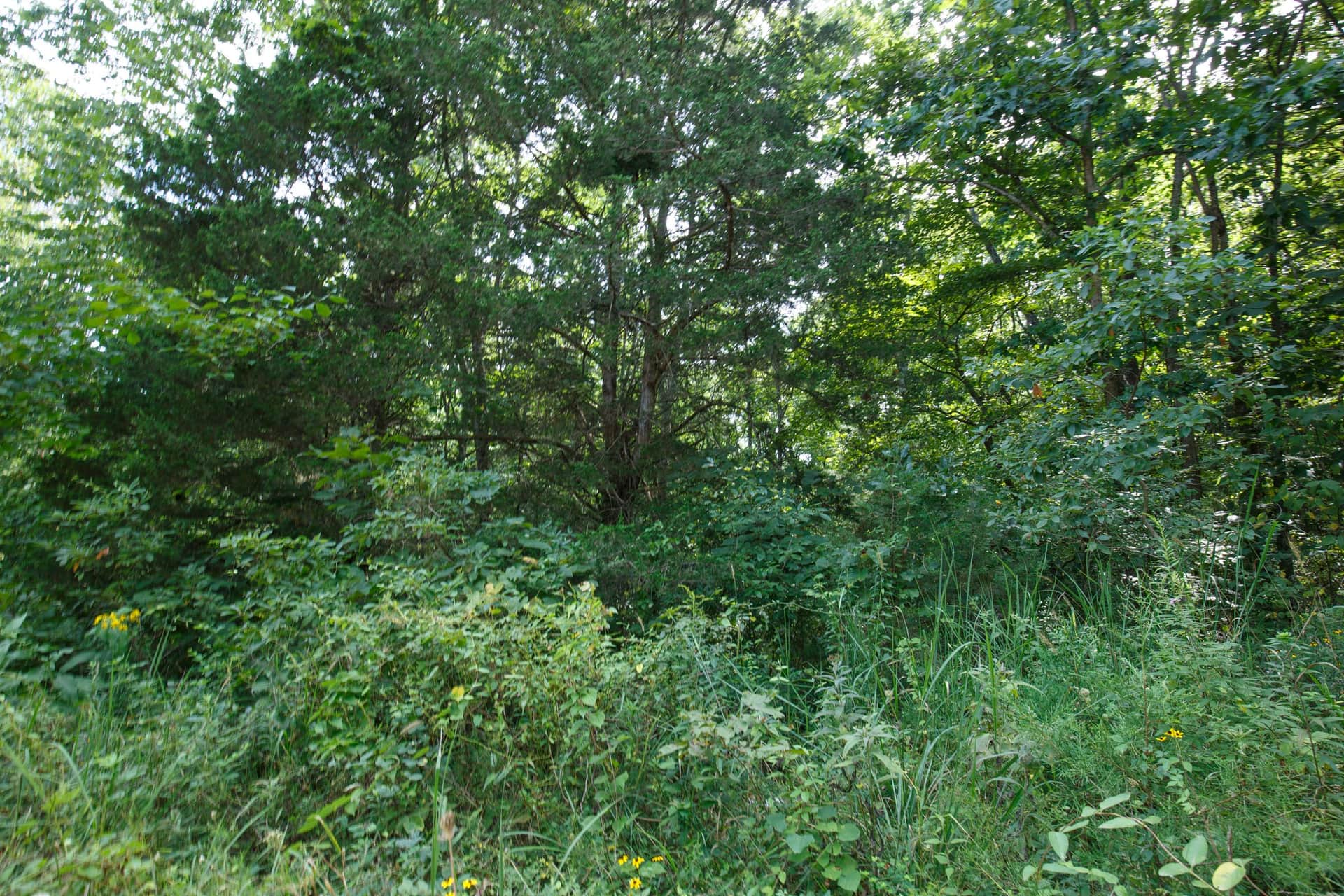 Spring Lake Plat 6 Tract 50 photo 1