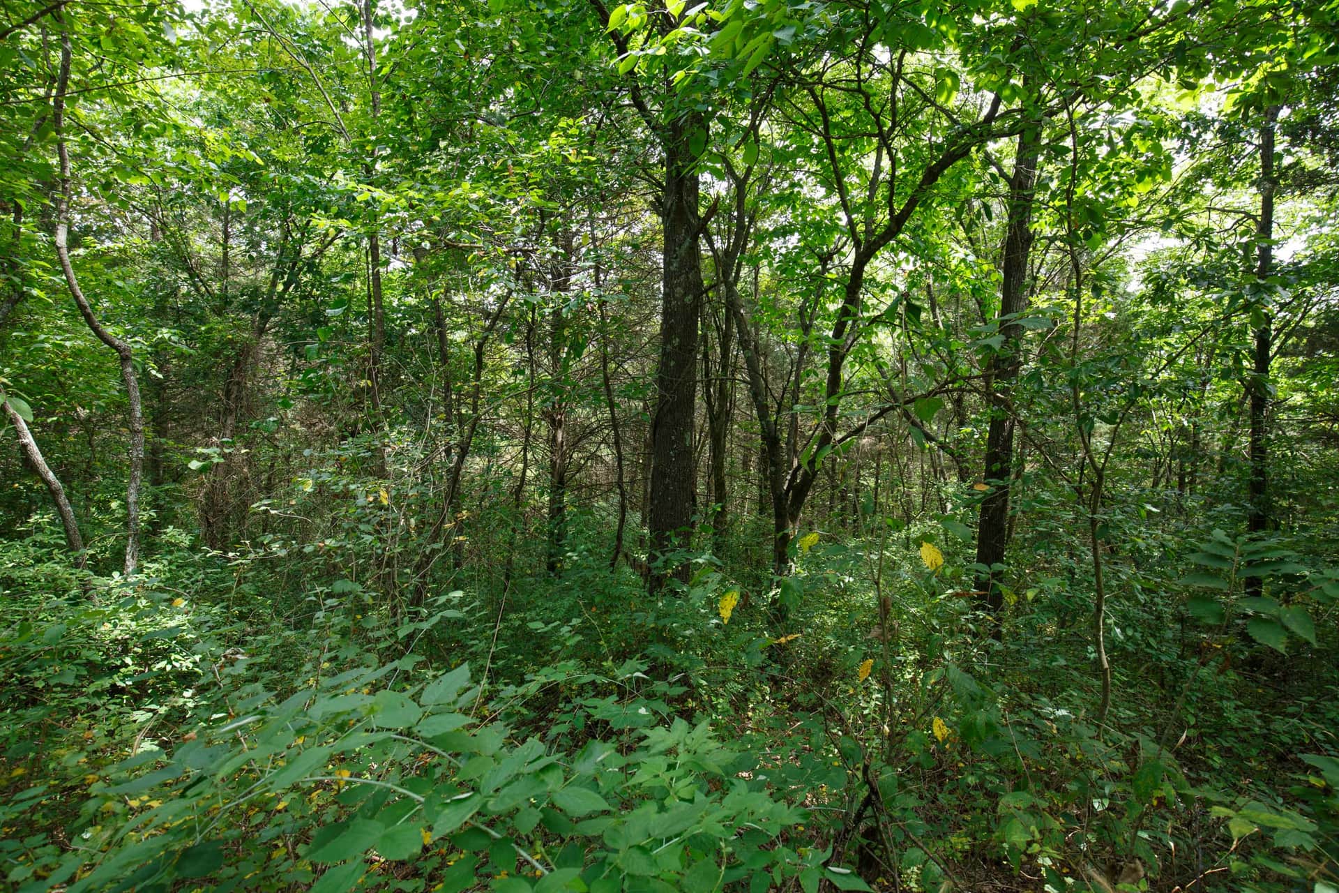Spring Lake Plat 1 Tract 30 photo 1