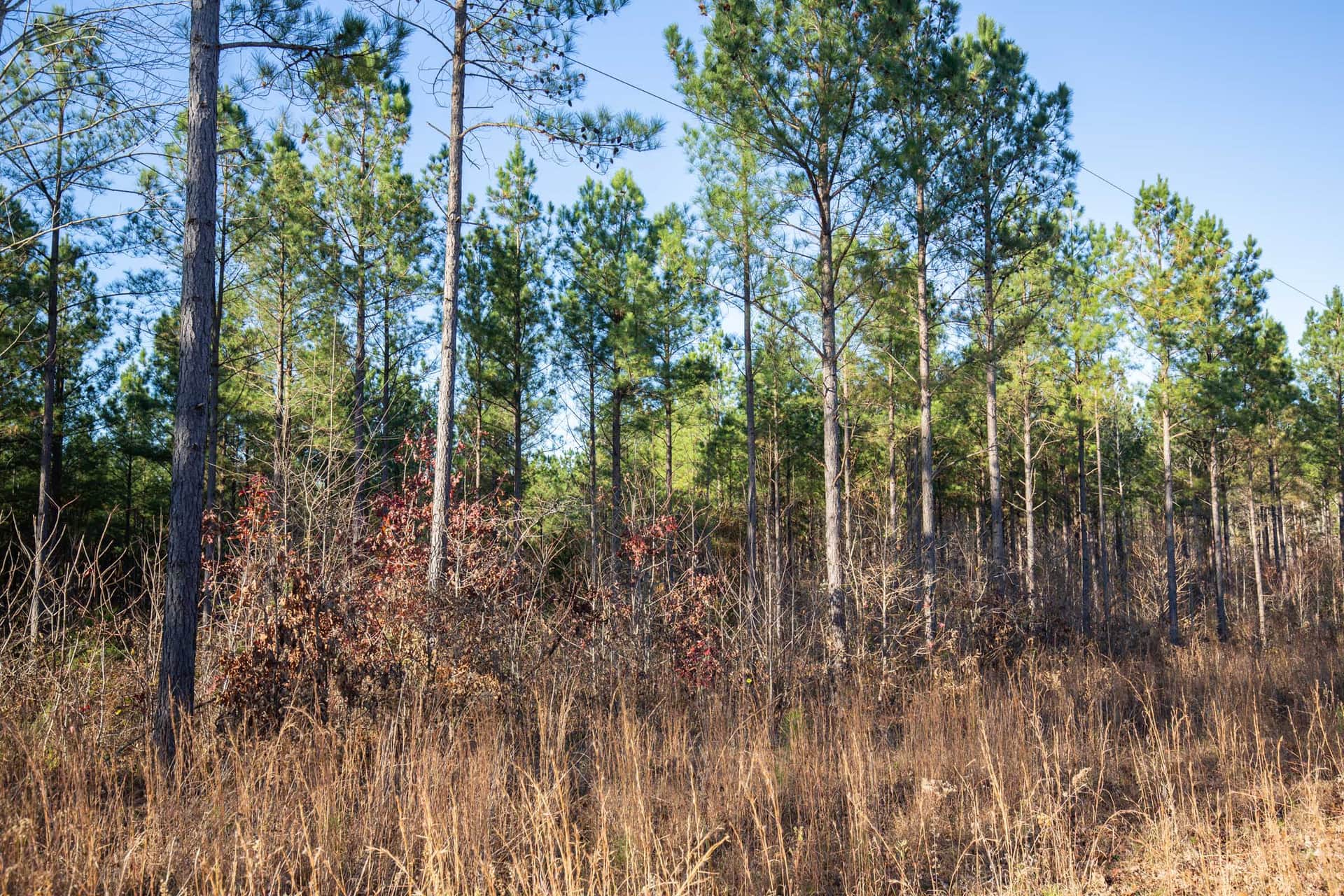 Whetstone Pines photo 1
