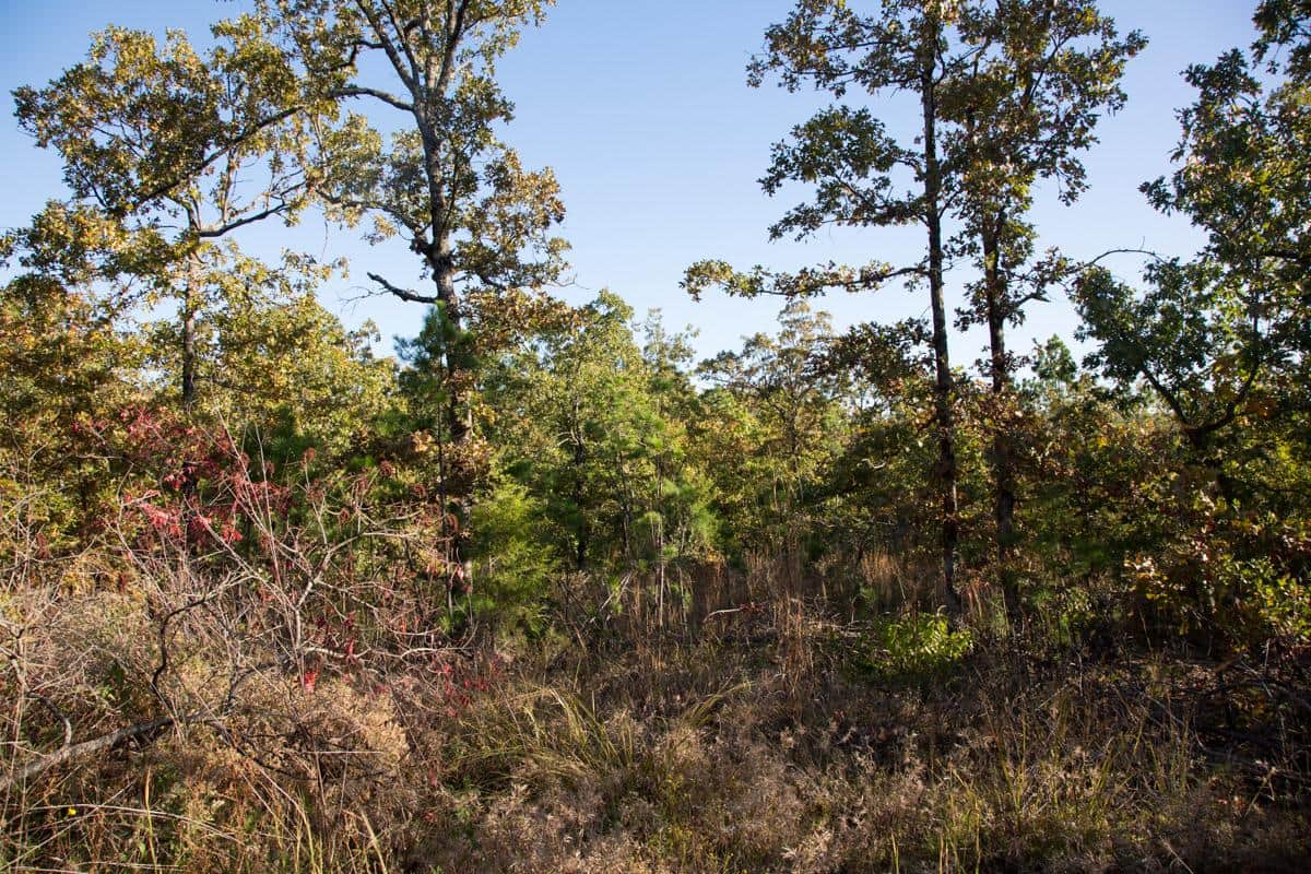 Stone Creek Phase I photo 1