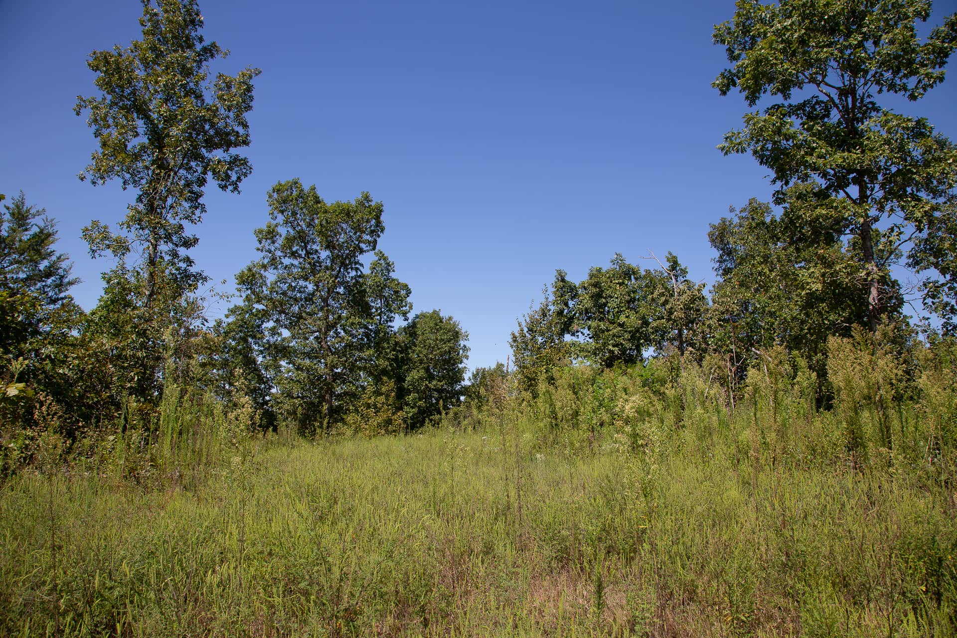 Borgmann’s Hollow Phase III photo 1