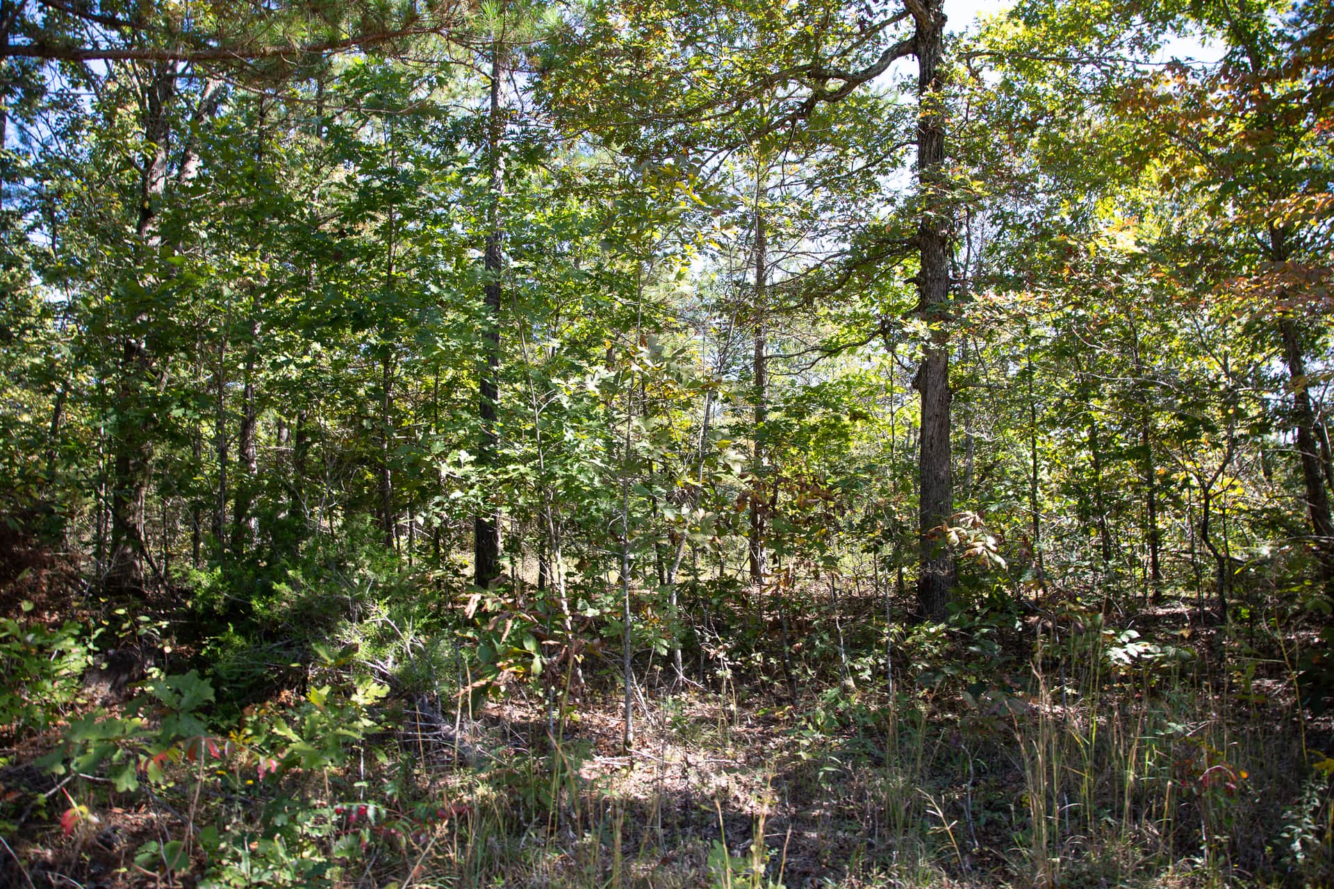 Borgmann's Hollow Phase III Tract 95 photo 1