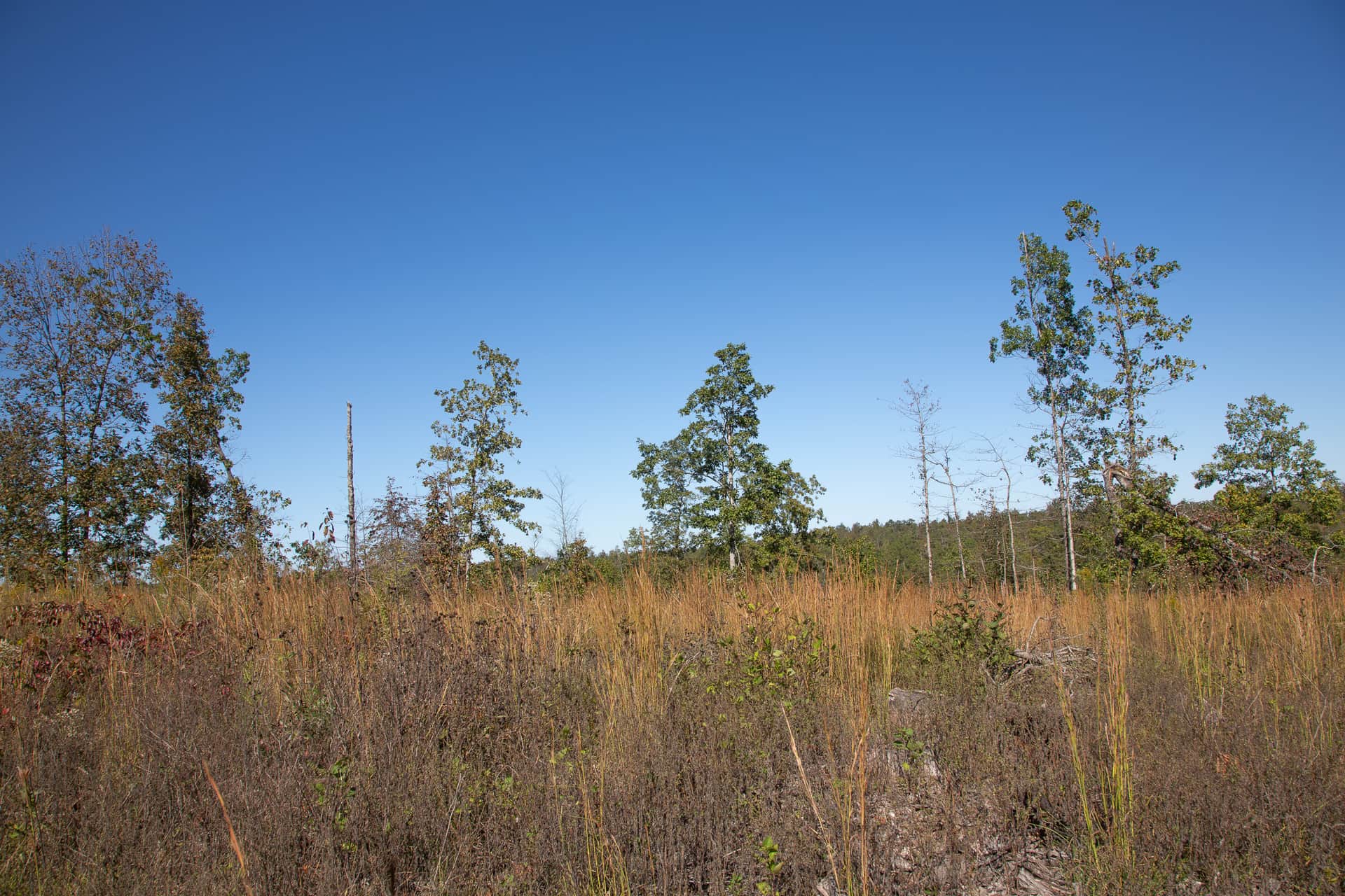 Borgmann’s Hollow Phase IV photo 1