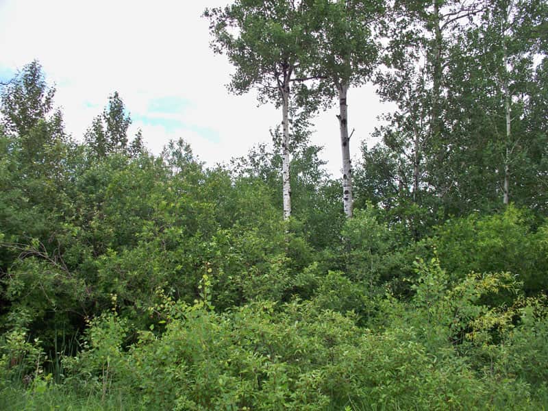 Pine Island Ranch in Koochiching County, Minnesota (photo 1 of 11)