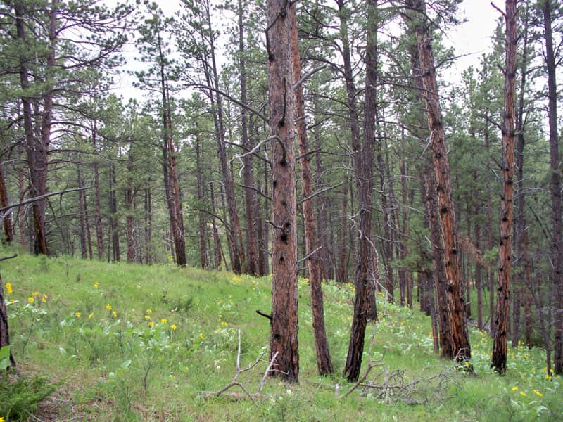Musselshell County in Musselshell County, Montana (photo 1 of 11)