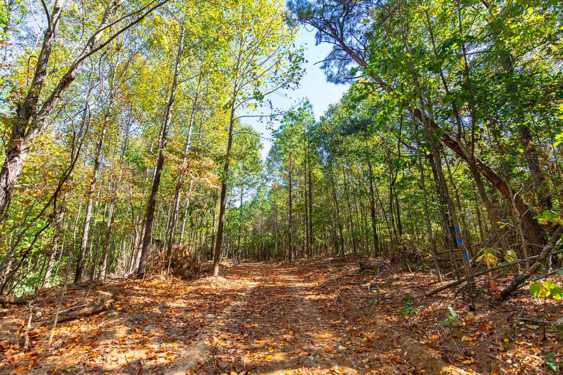 Bear Brook photo 1