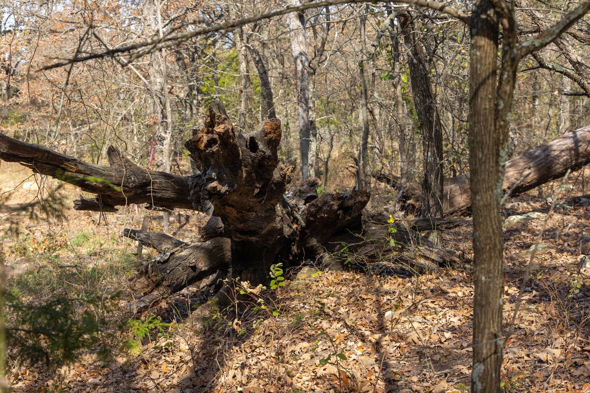 Harmony Hills Tract 49 photo 1