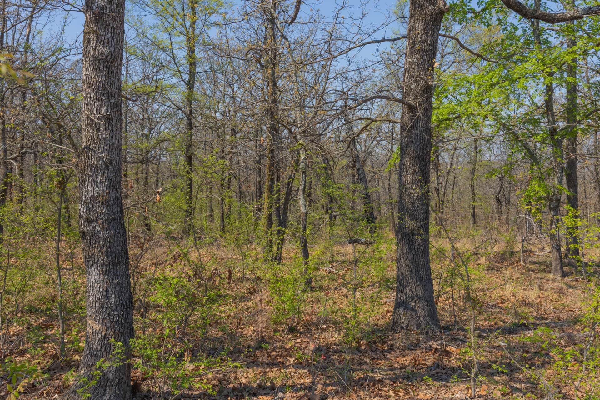 JLH Estates Tract 17 photo 1