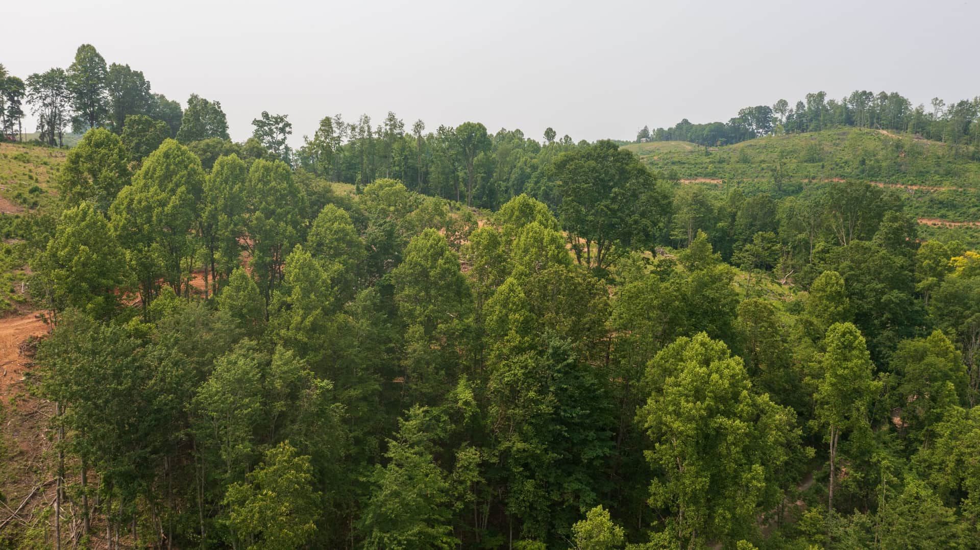 Virginia